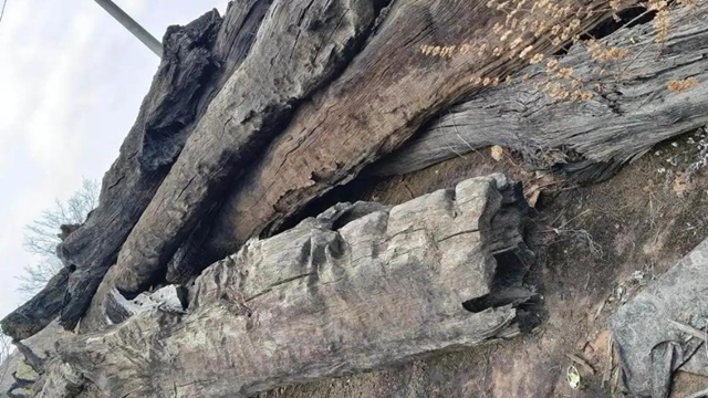 Phong tỏa khẩn cấp cây gỗ quý trị giá hơn 37 tỷ đồng dưới mảnh ruộng của nông dân T.