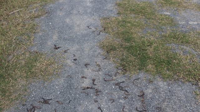 Phát hiện hàng nghìn con giun chết khô, nằm la liệt trên mặt đất ở Quảng Trị