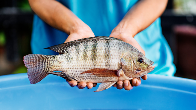 Cuba khai mở thành công 'kho báu' dưới nước nhờ Việt Nam, cứ mỗi kg tiết kiệm hơn 50.000 đồng 