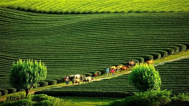 Cao nguyên duy nhất Việt Nam lập 2 kỷ lục tại giải 'Oscar của du lịch thế giới': Được ví như Đà Lạt của Tây Bắc, mùa nào cũng đẹp mê mẩn