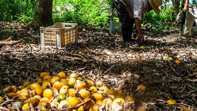 'Nghịch lý' tại Cuba: 'Vàng' rơi đầy gốc nhưng không thể nhặt; muốn đem bán lấy tiền cũng khó mua được thùng chứa