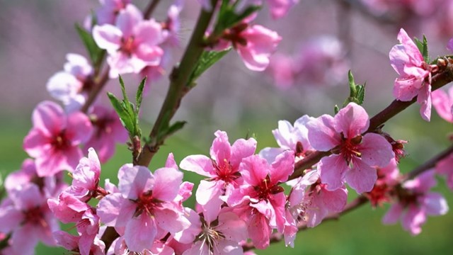 Vì sao tháng 1 Âm lịch gọi là tháng Giêng?