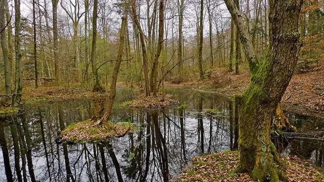 Mới phát hiện 2 đồng tiền vàng cổ từ thế kỷ thứ 3 trước Công nguyên tại một vùng đầm lầy