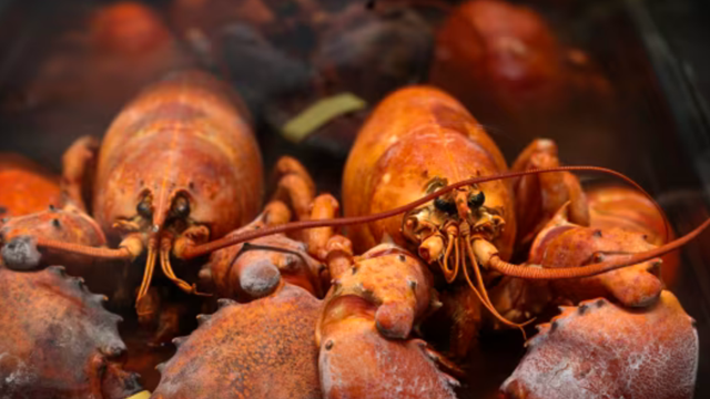 Xe tải chở tôm hùm trị giá 10 tỷ đồng bị trộm 