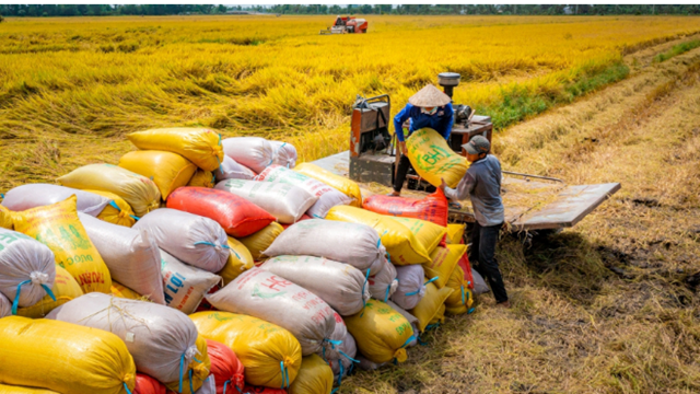 Nước mua gạo Việt nhiều nhất thế giới tăng thuế lên 35%, giảm mạnh nhập khẩu: Việt Nam thiệt đơn thiệt kép