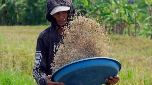 Chặn đường mua gạo Việt Nam, nền kinh tế lớn nhất Đông Nam Á tiến tới cột mốc lịch sử