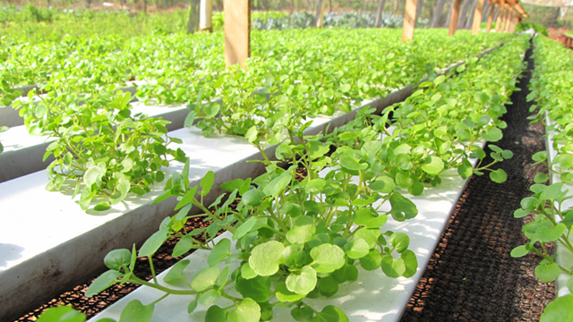 1 loại rau mọc đầy ở Việt Nam được CDC Mỹ công nhận là ‘siêu thực phẩm’ chống ung thư tốt nhất thế giới, lại cực tốt cho tim mạch và xương khớp