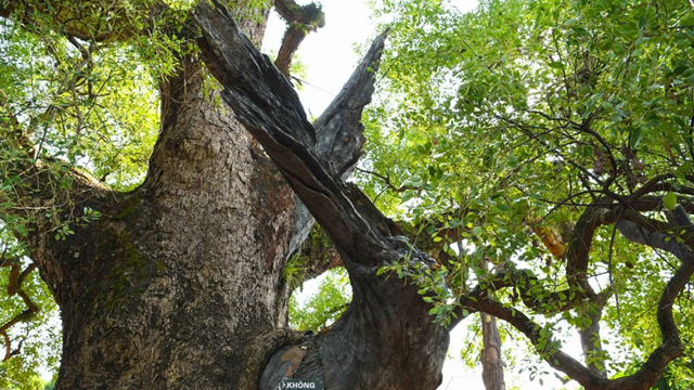Việt Nam sở hữu cây thiêng ngàn tuổi từng được vua Lê sắc phong: ‘Báu vật’ độc nhất của cả thế giới, tọa lạc tại ‘thủ phủ công nghiệp’ miền Bắc