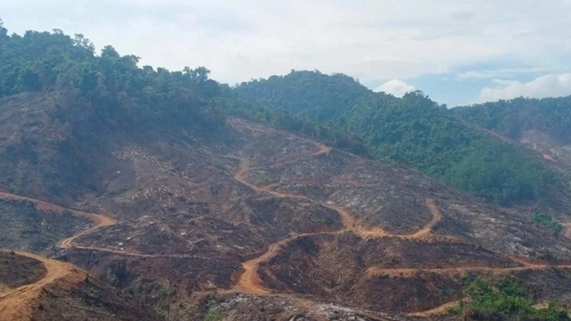 Vụ gần 98ha rừng bị xâm hại: Đề nghị kỷ luật 2 cán bộ kiểm lâm