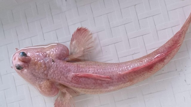 Người dân Cà Mau bắt được con cá màu hồng 'kỳ lạ nhất thế giới': Biết đi bộ, leo cây